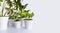 Many Araceae liana houseplant - Ficus elastica, Scindapsus Aureus Neon, Schefflera Arboricola Janine, philodendron