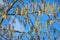 Many aspen buds against the blue sky.