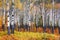 Many Aspen trees in a forest during autumn time