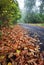 Many autumn colorful leaves on the road - lower view