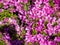 Many azalea flowers on a bush. Spring in the subtropics. Early flowering. background of flowers. Pink petals