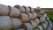 Many bales compressed dry wheat straw twisted round rolls on field