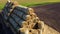 Many bales of rolls of dry straw after wheat harvest on field. Bales form rolls