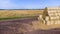 Many bales rolls dry straw after wheat harvest field. Bales in form rolls straw