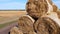 Many bales straw field. Many bales rolls wheat straw stacked together in field