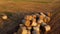 Many bales of wheat straw rolls lying field after wheat harvest on sunset dawn