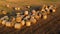 Many bales of wheat straw rolls lying field after wheat harvest on sunset dawn