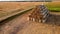 Many bales wheat straw rolls on wheat field after wheat harvest on sunset dawn