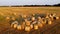 Many bales of wheat straw rolls on wheat field after wheat harvest sunset dawn