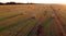 Many bales wheat straw twisted into rolls with long shadows after wheat harvest