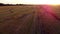 Many bales of wheat straw twisted into rolls long shadows after wheat harvest