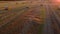 Many bales of wheat straw twisted into rolls long shadows after wheat harvest