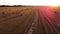 Many bales wheat straw twisted into rolls with long shadows after wheat harvest