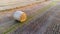 Many bales wheat straw twisted into rolls with long shadows after wheat harvest