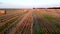 Many bales of wheat straw twisted into rolls long shadows after wheat harvest