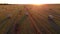 Many bales wheat straw twisted into rolls with long shadows after wheat harvest