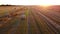 Many bales of wheat straw twisted into rolls long shadows after wheat harvest