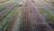 Many bales of wheat straw twisted into rolls long shadows after wheat harvest