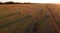 Many bales wheat straw twisted into rolls with long shadows after wheat harvest