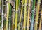 Many Bamboo