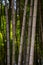 Many bamboo stalks, bamboo trees, vertical