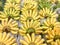 Many banana comb,Closeup of a bundle of bananas in natural light