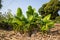 Many banana tree leaves are light green, perfect for making a background.