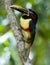 Many-banded Aracari