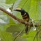 Many-banded AraÃ§ari eating a fruit - Pteroglossus pluricinctus - Cuyabeno Wildlife Reserve, Ecuador