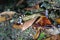 Many-banded Coral Snake (Micrurus multifasciatus) hunting for food in Costa Rica