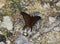 A many-banded dagger butterfly on the ground