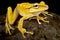Many-banded tree frog Boana multifasciata