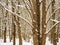 Many bare tree trunks in a snow-covered forest