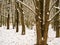 Many bare upright tree trunks in a winter forest