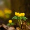 Many beautful yellow winter aconites in february in a forest