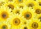 Many beautiful big sunflower background