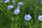 Many beautiful blooming flax plants in meadow