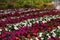Many beautiful blooming impatiens plants in garden outdoors