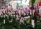 Many beautiful blooming tropical orchid flowers