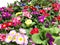 Many beautiful colorful primrose flowers