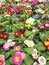 many beautiful colorful primrose flowers