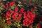 Many beautiful dark red double chrysanthemums in the garden