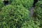 Many beautiful green oregano plants, closeup view