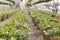 Many Beautiful Hanging Baskets in Rows in a Green House