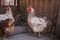 Many beautiful hens near feeder in yard. Domestic animals