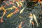 Many beautiful koi fish in the pond at home in top view. Animal,