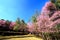 Many beautiful pink flower or blooming wild Himalayan Cherry Sakura Thailand tree field and with clear blue sky at Doi Khun Maey
