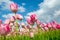 Many beautiful pink tulips over sky