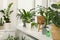 Many beautiful potted houseplants growing near window indoors