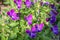 Many beautiful purple flowers in the shape of a butterfly. Selective focus.